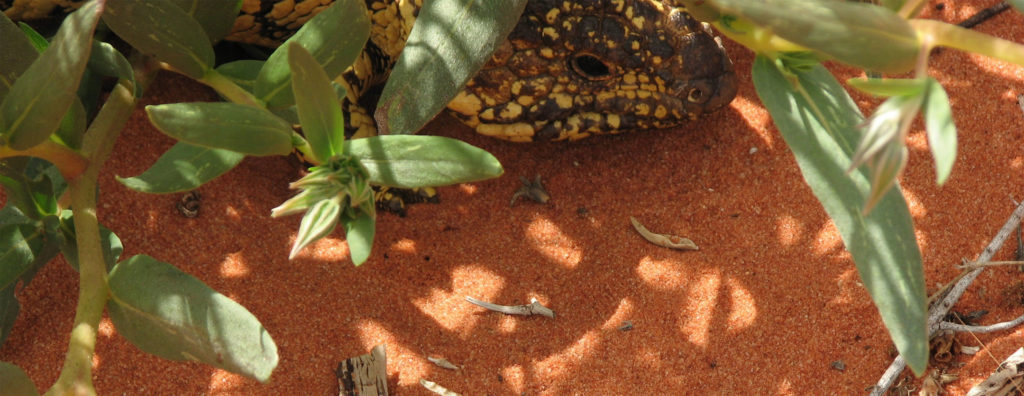 Blue tongue lizard