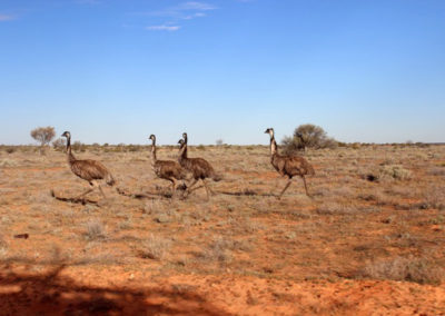 Emus On The Run
