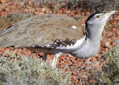 Australian Bustard