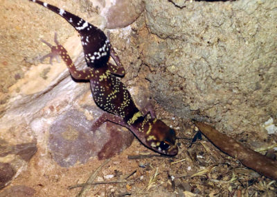 Barking Gecko