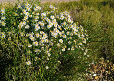 Roadside Daisies