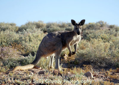 Roo Up-Close (Sally Grundy Photography)