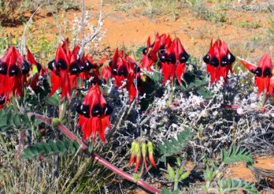 Sturt's Desert Pea