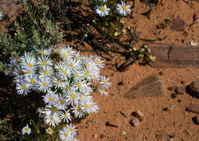 Wild Flowers