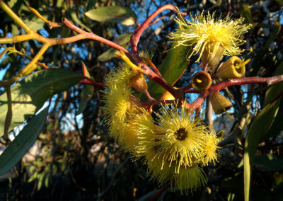 Yellow Flowering Gum Tree